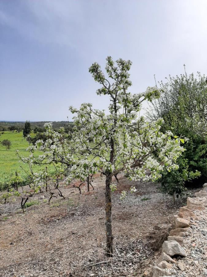 הוילה São Bartolomeu da Serra Monte Da Casa Branca By Hi Alentejo מראה חיצוני תמונה